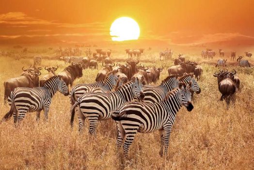 Kenya Tour Package