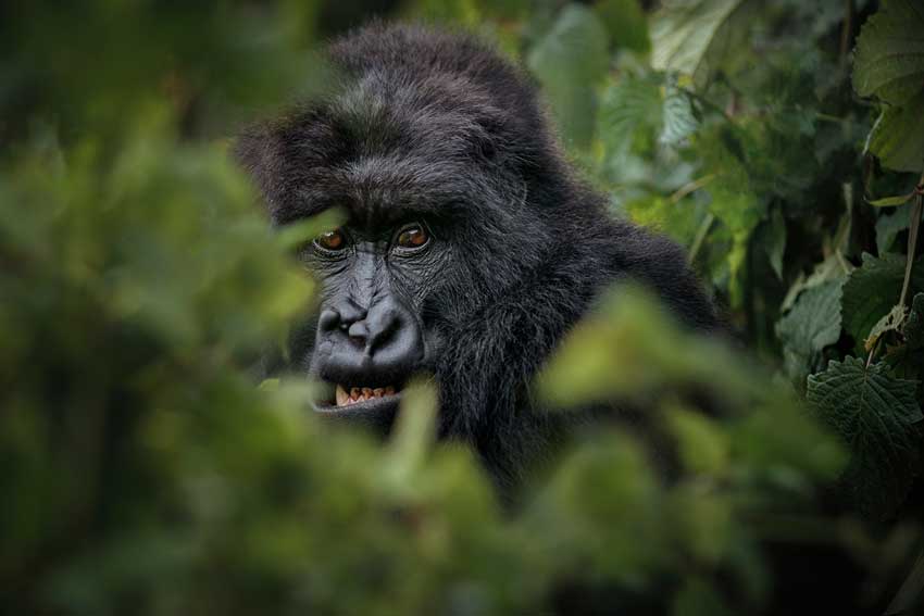 Uganda Tour Package Uganda Tour Package